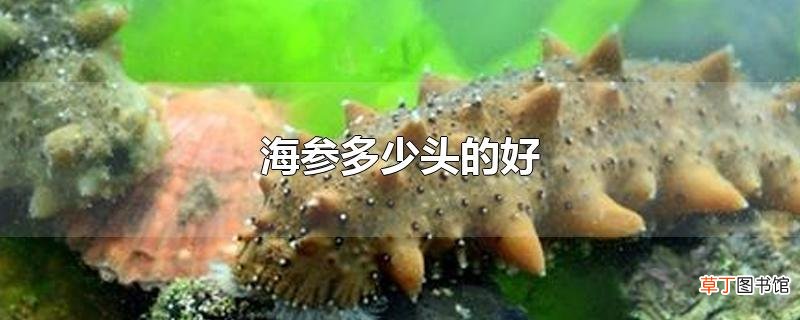 海参多少头的好