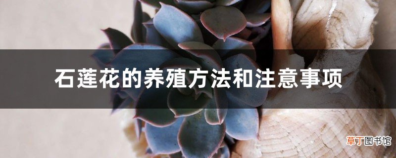 石莲花的养殖方法和注意事项