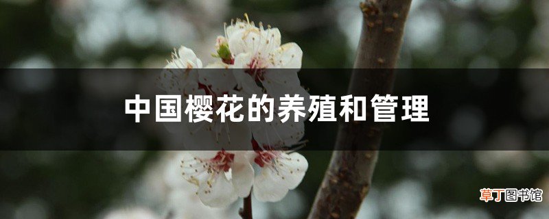 中国樱花的养殖和管理