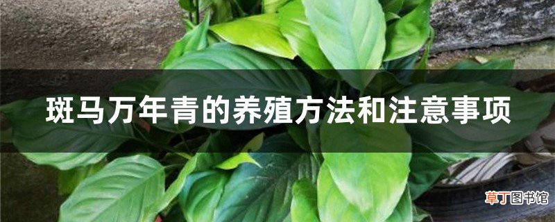 斑马万年青的养殖方法和注意事项