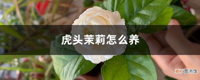 虎头茉莉怎么养
