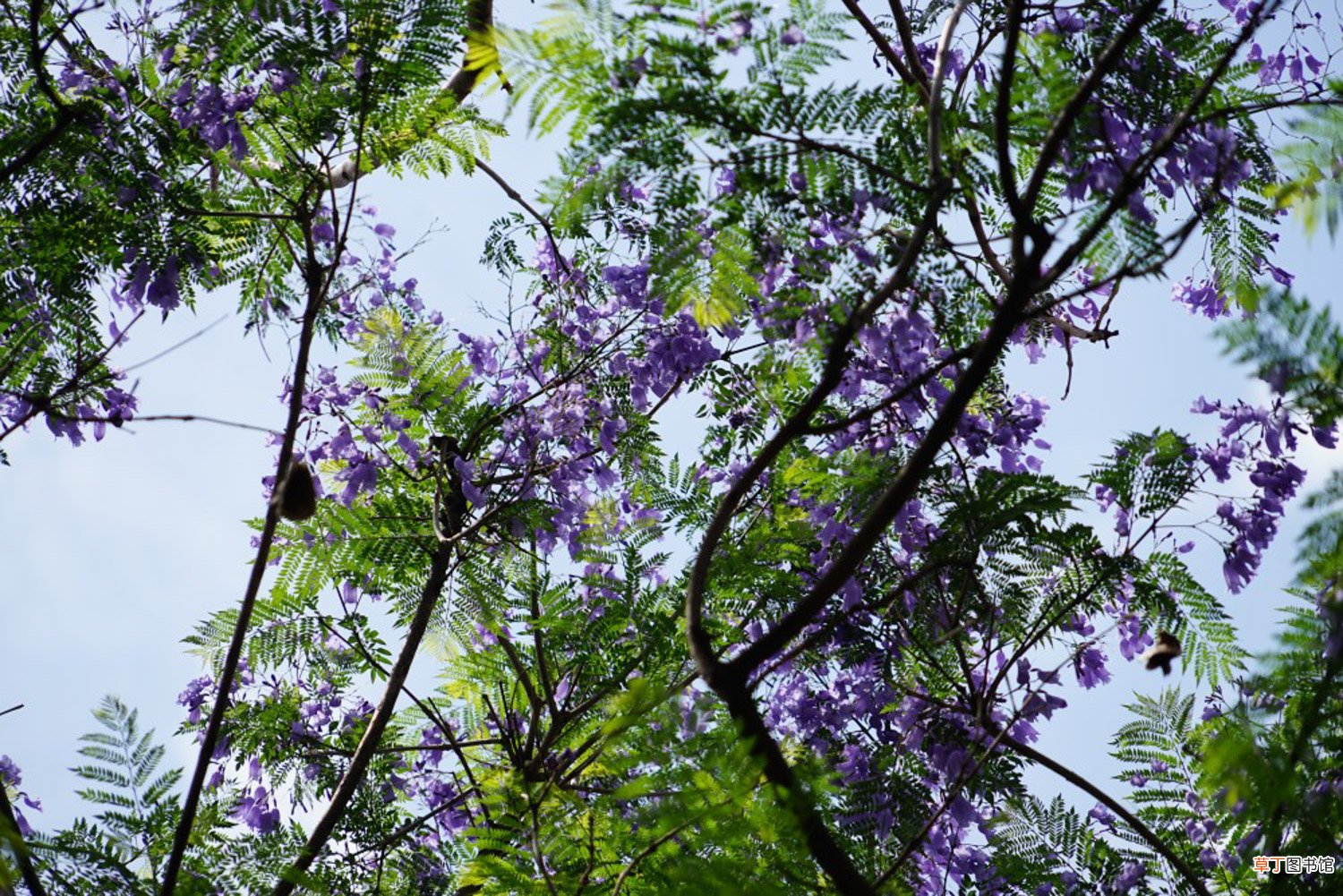 蓝花楹什么时候开花