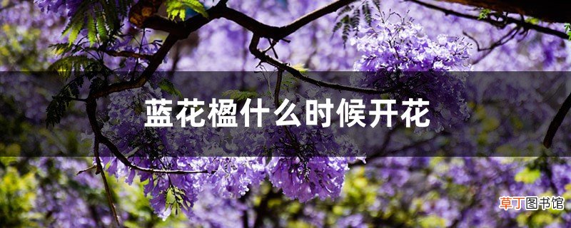 蓝花楹什么时候开花