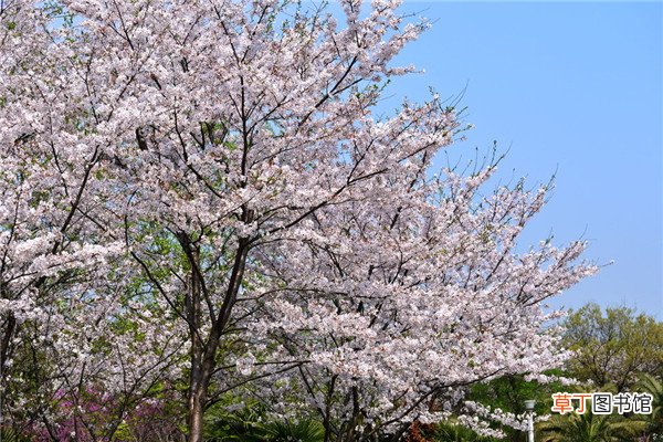 日本早樱的养殖方法及注意事项