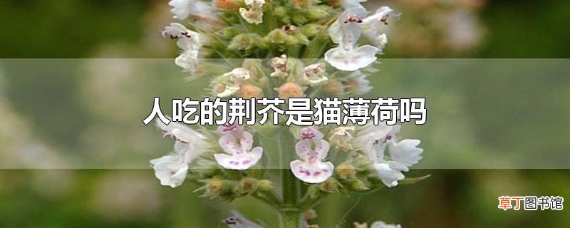 人吃的荆芥是猫薄荷吗