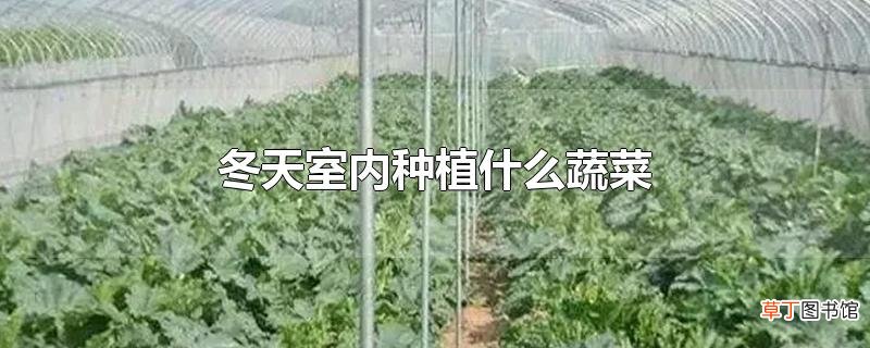冬天室内种植什么蔬菜