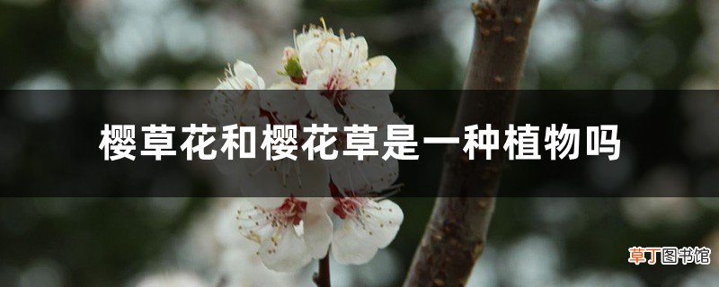 樱草花和樱花草是一种植物吗