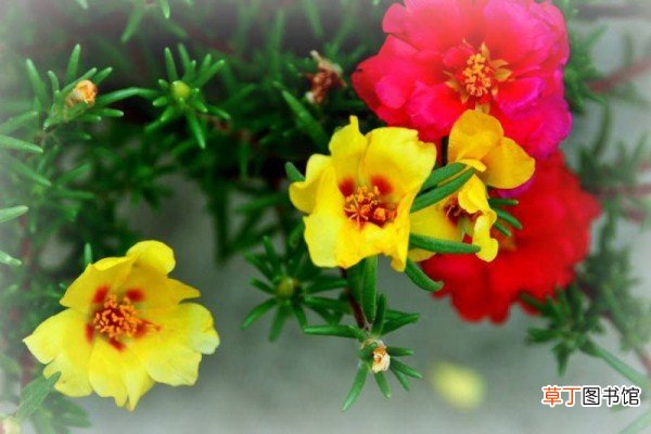 午时花的特点
