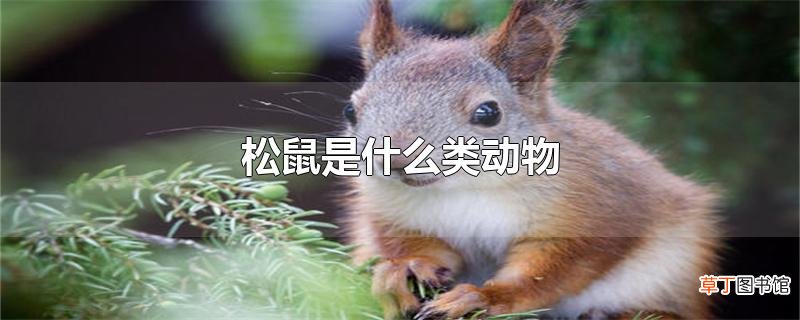 松鼠是什么类动物