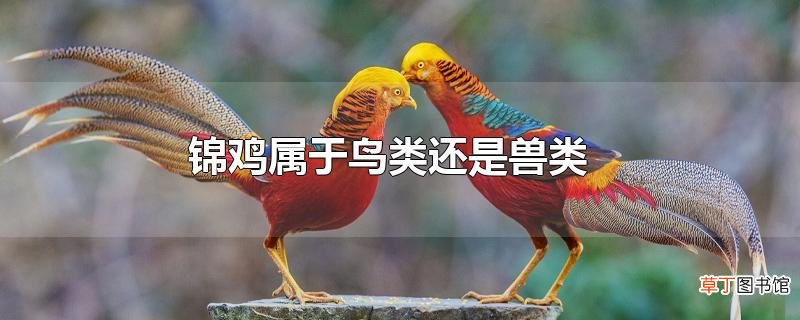 锦鸡属于鸟类还是兽类