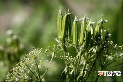 一个月100%生男药方你听说过吗?