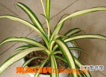 宽叶吊兰的功效与作用