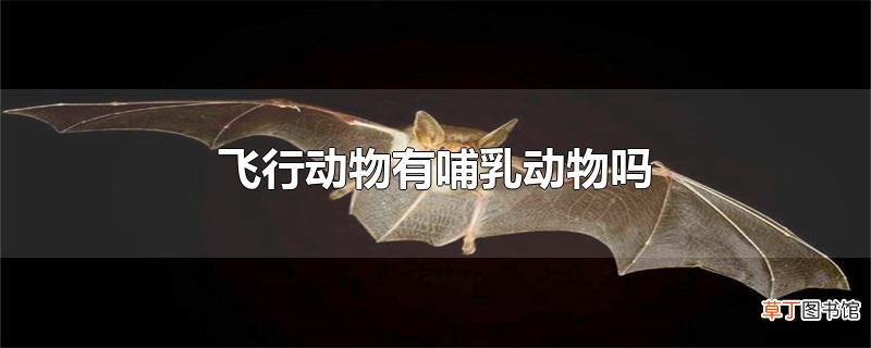 飞行动物有哺乳动物吗