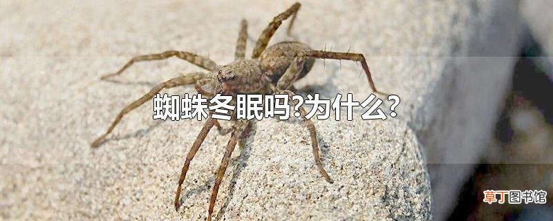 蜘蛛冬眠吗?为什么?