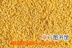 粟米是什么 粟米的功效和营养价值