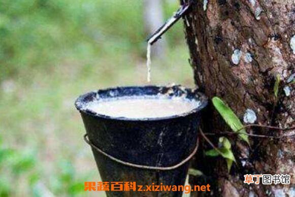 天然橡胶的作用 天然橡胶的用途有哪些