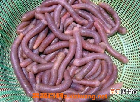 沙虫忌和什么一起煮 沙虫的功效与作用