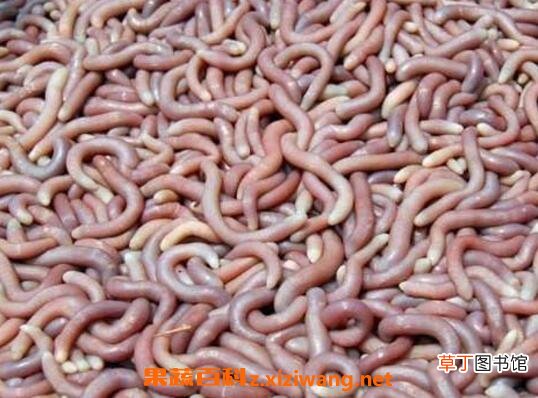 沙虫忌和什么一起煮 沙虫的功效与作用