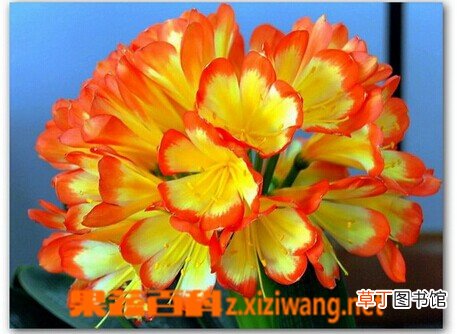 君子兰的功效与作用