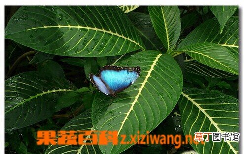 金脉爵床的功效与作用