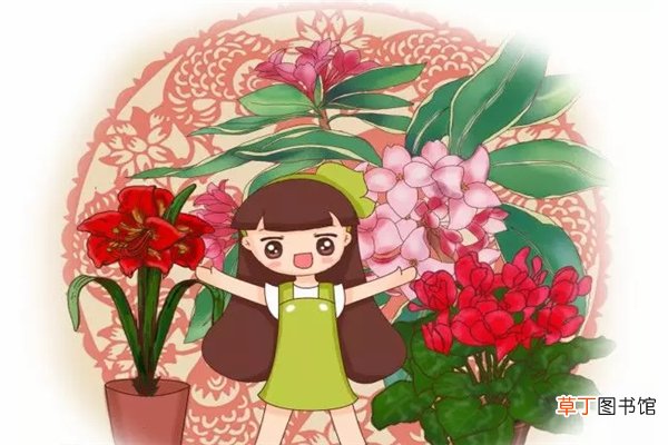 6种洋气的年宵花，养一盆招财纳福，家里没有就太遗憾了！