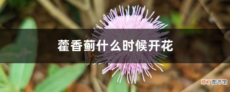 藿香蓟什么时候开花