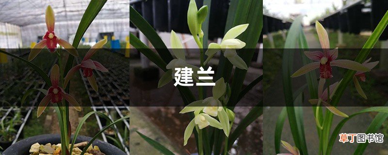 花期在什么时候？好好养护，建兰花更靓更持久！