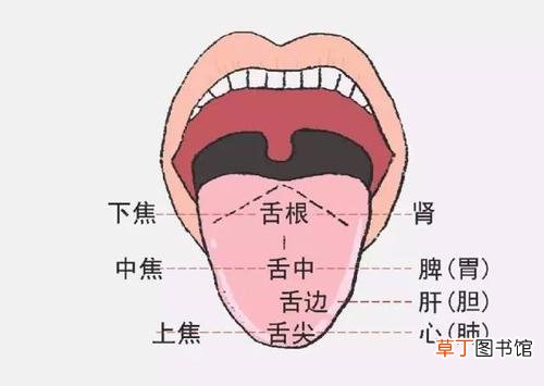 舌头下面血管发紫发黑怎么办-舌头下面血管发黑发紫怎么回事