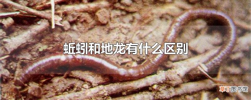 蚯蚓和地龙有什么区别