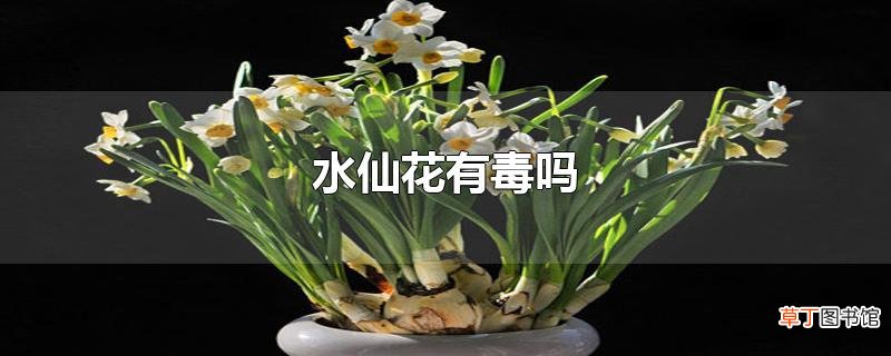 水仙花有毒吗