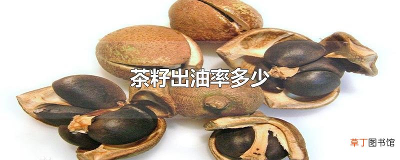 茶籽出油率多少