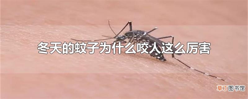 冬天的蚊子为什么咬人这么厉害