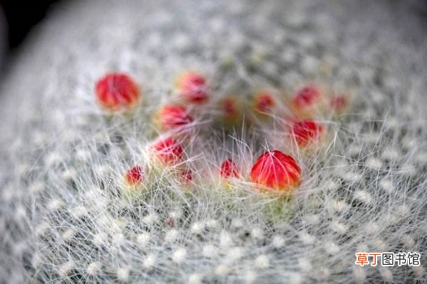 白雪光什么时候开花