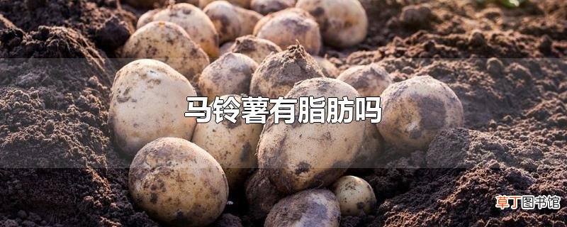 马铃薯有脂肪吗