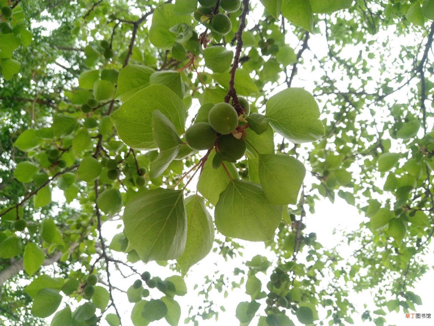 杏树什么时候开花