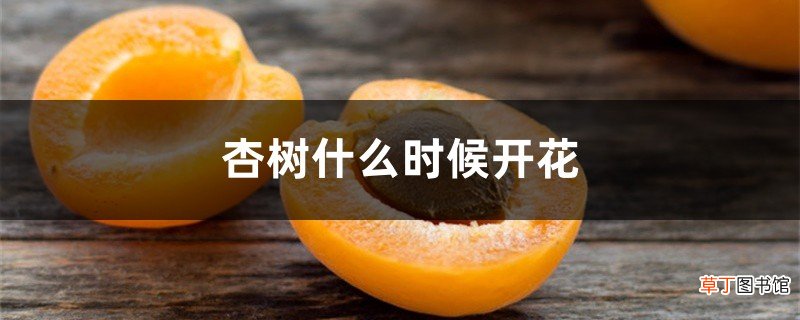 杏树什么时候开花