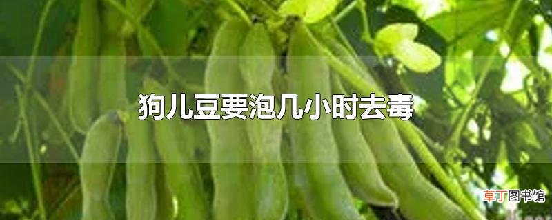 狗儿豆要泡几小时去毒