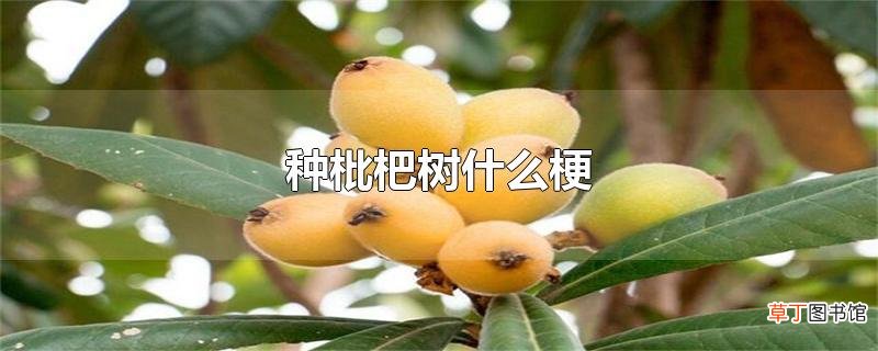 种枇杷树什么梗