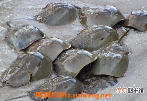 吃鲎鱼与什么相克 鲎鱼的功效与作用