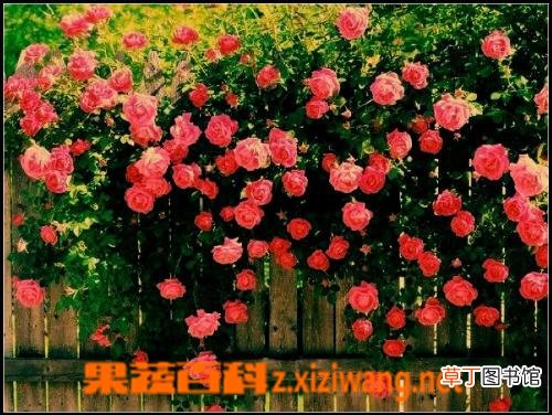 蔷薇花的图片和养殖方法