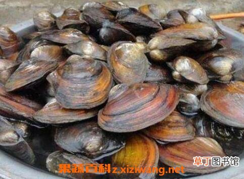 河蚌怎么洗干净 清洗河蚌的技巧