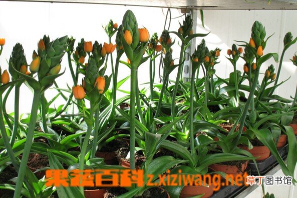 虎眼万年青的功效与作用