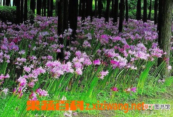 换锦花的功效与作用