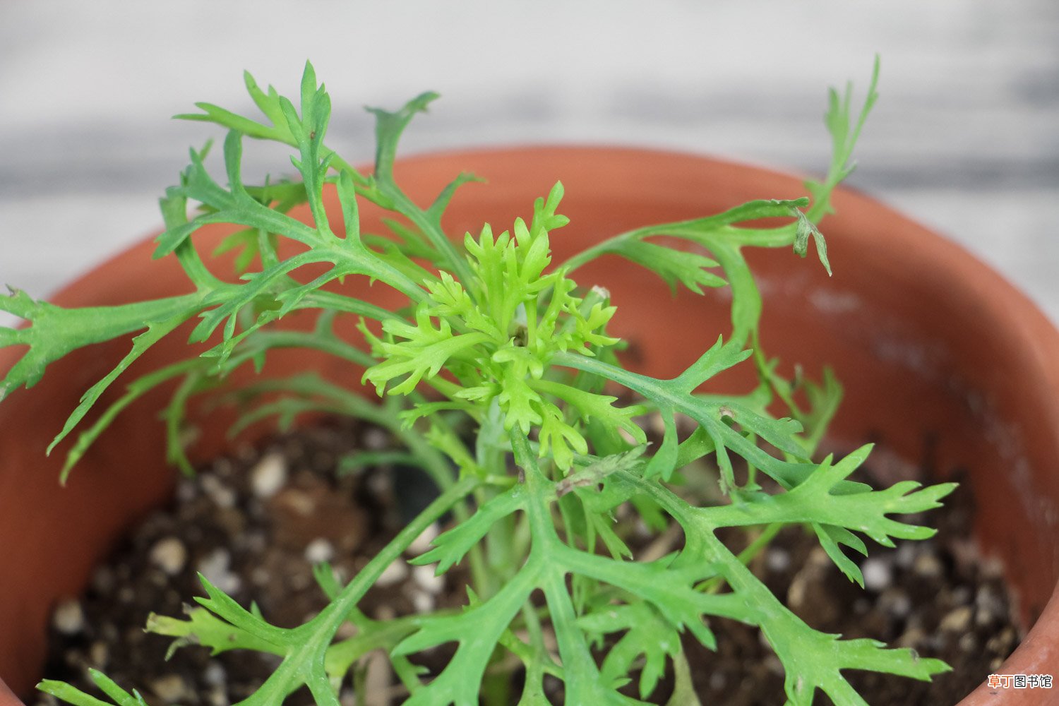 玛格丽特花什么时候开花
