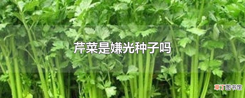 芹菜是嫌光种子吗