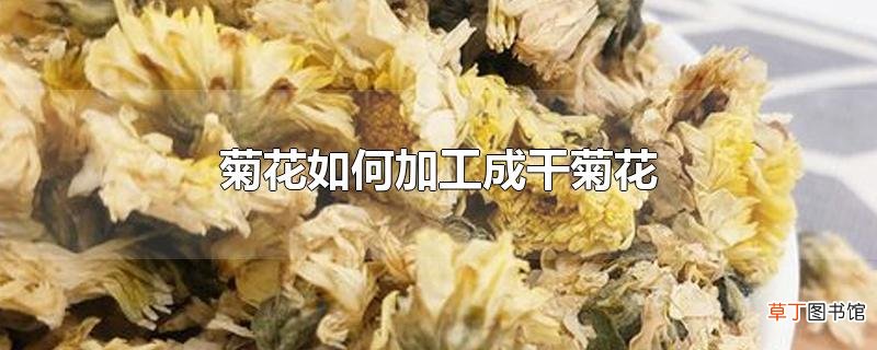 菊花怎么加工成干菊花