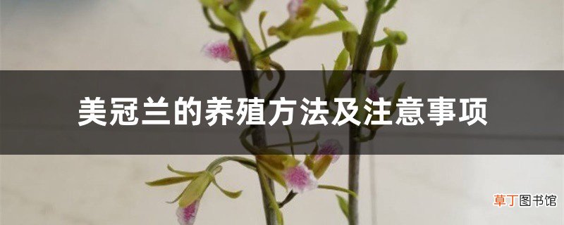 美冠兰的养殖方法及注意事项