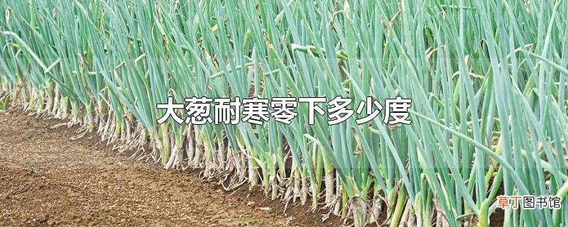 大葱耐寒零下多少度