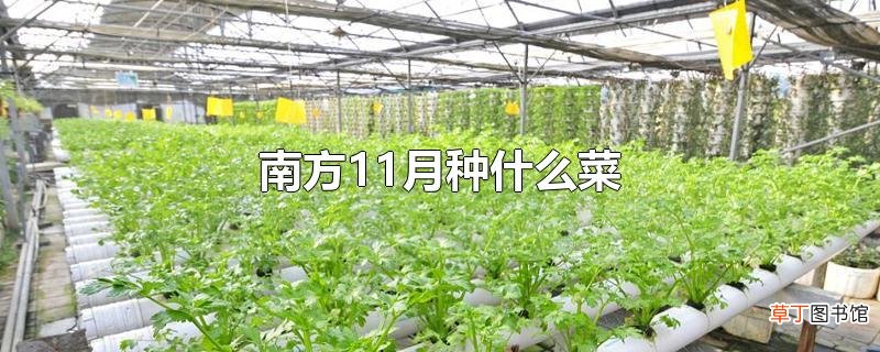 南方11月种什么菜