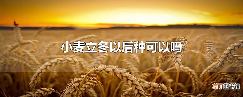 小麦立冬以后种可以吗